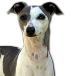 "Marchwind's Jokers Wild" Blue Wild Irish Split-Face Italian Greyhound Female